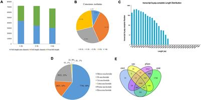 Single-Molecule Real-Time and Illumina-Based RNA Sequencing Data Identified Vernalization-Responsive Candidate Genes in Faba Bean (Vicia faba L.)